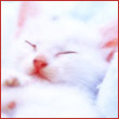 KITTEN